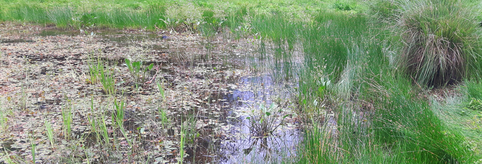 Wetland