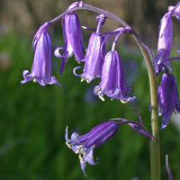 Common Bluebell