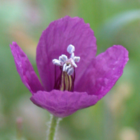 Violet Horned Poppy