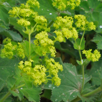 Downy Lady's-mantle