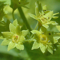 Downy Lady's-mantle