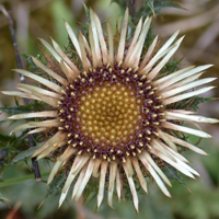 Common Carline Thistle