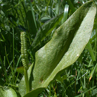 Common Adder's-tongue
