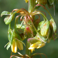 Broad-leaved Dock