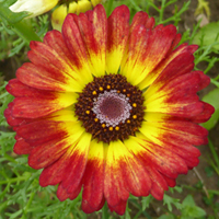 Tricolour Chrysanthemum