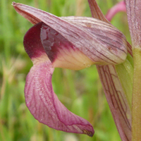 Common Tongue Orchid