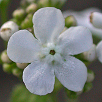 Greater Forget-me-not
