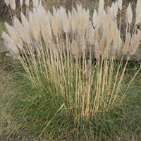 Uruguayan Pampas-grass