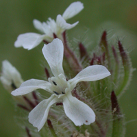 Small-flowered Catchfly