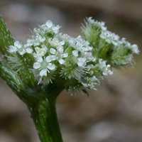 Knotted Hedge-parsley