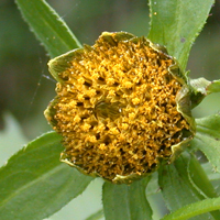 Nodding Bur-marigold