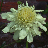 Giant Scabious