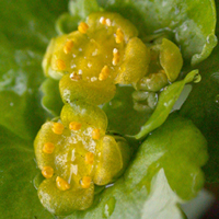 Alternate-leaved Golden-saxifrages
