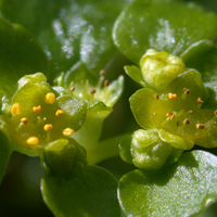 Opposite-leaved Golden-saxifrage