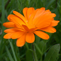 Common Marigold