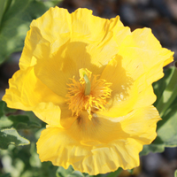 Yellow Horned-poppy
