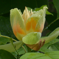 American Tulip-tree
