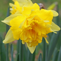 Double-flowered Daffodil