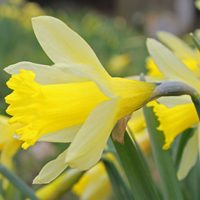Common Daffodil