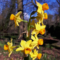 Bunch-flowered Daffodil