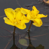 Fringed Water-lily