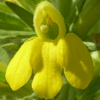 Yellow Bartsia