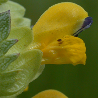 Lesser Yellow Rattle