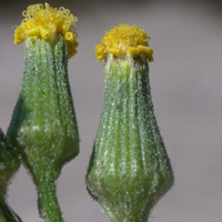 Heath Groundsel