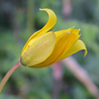 Wood Tulip