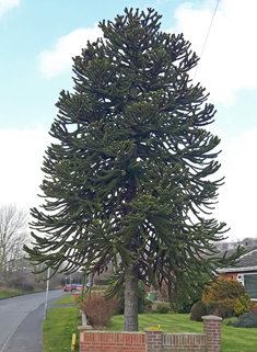 Monkey-puzzle