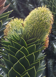 Monkey-puzzle