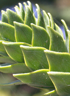 Monkey-puzzle