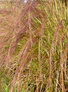 New Zealand Wind-grass