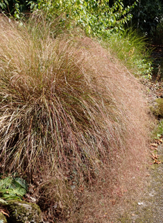 New Zealand Wind-grass