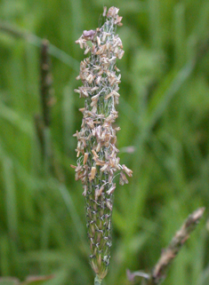 Marsh Foxtail
