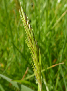 Sweet vernal-grass
