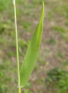 Sweet vernal-grass