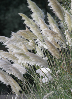 Early Pampas-grass