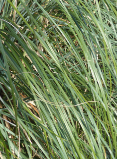 New Zealand Pampas-grass