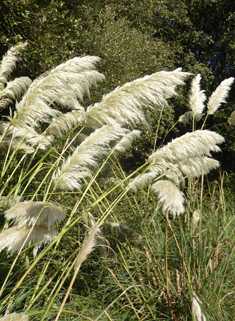 New Zealand Pampas-grass