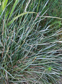Meadow Oat-grass