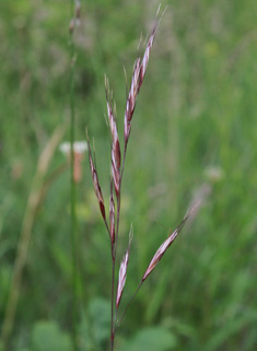 Meadow Oat-grass