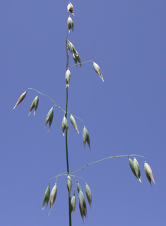 Wild Oat