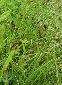 Common Flat-sedge