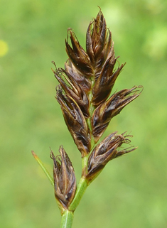 Common Flat-sedge