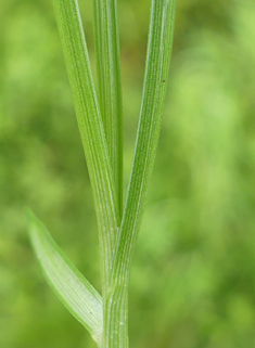 Common Flat-sedge