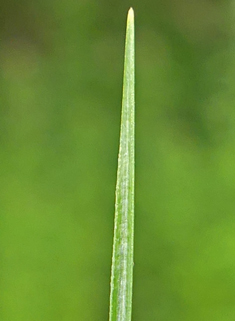 Common Flat-sedge