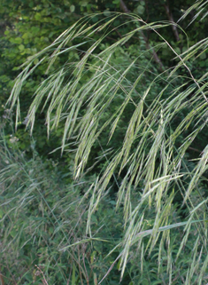Great Hairy Brome