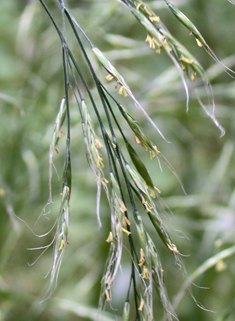 Great Hairy Brome