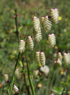 Greater Quaking-grass